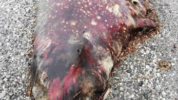 Θαλάσσιο κήτος 7 μέτρων ξεβράστηκε σε παραλία στην Κρήτη (pic)