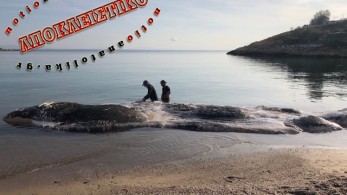 Δήμος Λαυρεωτικής: «Πέλαγος» και WWF ψάχνουν λύση στο πρόβλημα του κήτους στην παραλία της Κακιάς Θάλασσας