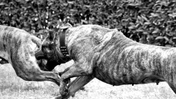 Επιθέσεις σκύλων σε παιδιά: Ποιος φταίει για το αθώο αίμα;