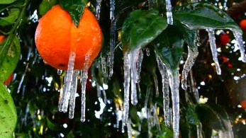 Ψυχρή επέλαση από την “Ζηνοβία”