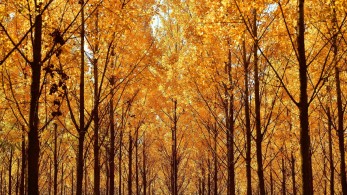 Έφτιαξαν τεχνητό φύλλο για παραγωγή βιοκαύσιμου