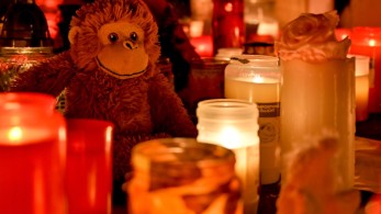 Γερμανία: Αιτία της μεγάλης πυρκαγιάς σε ζωολογικό κήπο κινέζικα… φαναράκια