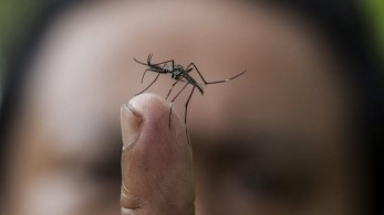 Ανησυχία για νέα επιδημικά κύματα – Οι ιοί των κουνουπιών απειλούν την υγεία στην Ευρώπη Ανησυχία για νέα επιδημικά κύματα – Οι ιοί των κουνουπιών απειλούν την υγεία στην Ευρώπη