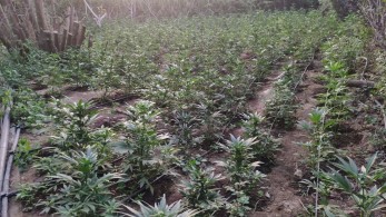 «Δάσος» κάνναβης στο Ρέθυμνο