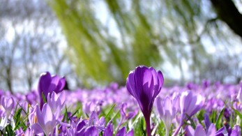 Ανοιξιάτικος καιρός, με βοριάδες