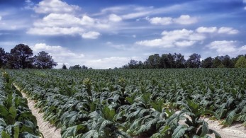Ομάδα Εργασίας για τις επιδράσεις ακραίων καιρικών φαινομένων στα καπνά Ροδόπης