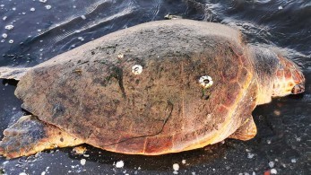 Νεκρά εντοπίστηκαν δύο δελφίνια και μία θαλάσσια χελώνα