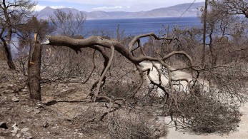 Ολονύχτια μάχη με τις φλόγες στα Γεράνεια-Διάσπαρτες εστίες φωτιάς
