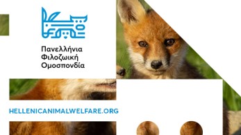 Αντιρρήσεις της ΠΦΟ για το νομοσχέδιο για τα κατοικίδια και τα αδέσποτα