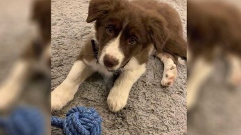 Φιλοζωικό Σωματείο Μαραθώνα «Η Κοίτη»: «Η σκέψη μας είναι στην κορούλα της Καρολάιν»