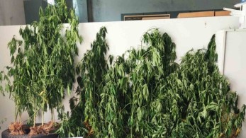 Θεσσαλονίκη: Συνελήφθη για καλλιέργεια δενδρυλλίων κάνναβης- Είχε και …αυτόματο πότισμα