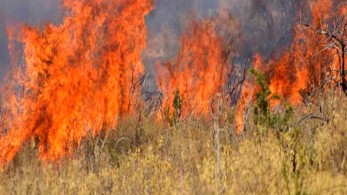 Πυρκαγιά στον Αυλώνα Αττικής