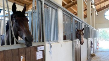 Φωτιά στη Βαρυμπόμπη: Σώα και ασφαλή όλα τα άλογα-Ανακοίνωση ΕΟΙ