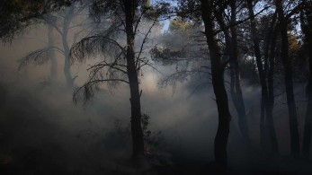 Χατζηθεοδοσίου: Το ΕΕΑ θα πρωταγωνιστήσει στην αναδάσωση των καμμένων της Αττικής