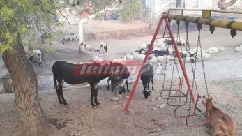 Ηλεία: Κάτοικοι χωριών που κάηκαν μάζεψαν τα ζώα στο προαύλιο σχολείου