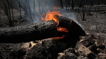 Ανθρωποφαγία στα αποκαΐδια με στόχο την κυβέρνηση