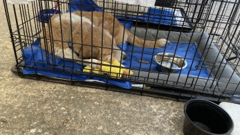 Δράσεις για τις ανάγκες των πυρόπληκτων ζώων από την Περιφέρεια Αττικής