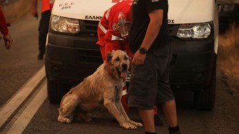 Πυρόπληκτα ζώα – Ο συγκινητικός αγώνας για τη διάσωση και την περίθαλψή τους