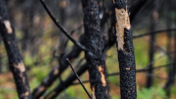 Πεθαίνουμε, το ξέρετε…