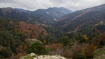 Καλαβρία: Σώθηκε το Δάσος των Παλαιών Οξιών, σύμβολο της μάχης ενάντια στις πυρκαγιές