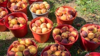 Φοροδιαφυγή 625 τόνων από κύκλωμα στο εμπόριο ροδάκινων