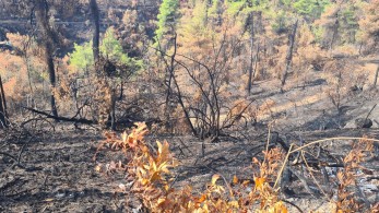 Ξεκίνησαν τα αντιπλημμυρικά σε Εύβοια και Βαρυμπόμπη – Προχωρά η υλοτομία για καθαρισμό των καμένων