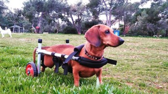 Κλιμάκιο της ΝΔ σε εταιρεία  που κατασκευάζει αμαξίδια για ζώα με κινητικά προβλήματα