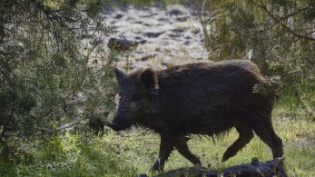 Δασαρχείο Πεντέλης: Αναστέλλεται το κυνήγι αγριογούρουνων