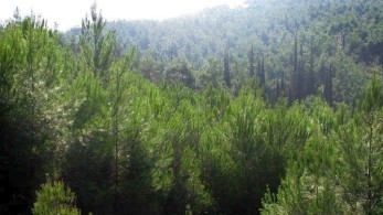 Εκστρατεία εθελοντικών δενδροφυτεύσεων από τον Όμιλο Αστυνομικών Θεσσαλονίκης