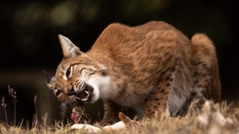 Ο λύγκας επέστρεψε στην Ελλάδα