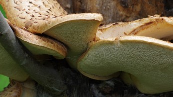 Γρεβενά: Δώδεκα νέα είδη άγριων μανιταριών κατέγραψαν μαθητές Δημοτικού