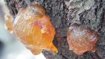 Διευρυμένο πλέγμα στήριξης ρητινοκαλλιεργητών