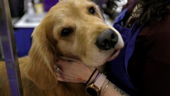 Βουλή: Ψηφίστηκε το ν/σ για τα ζώα συντροφιάς- Πέτσας: Κάναμε ένα βήμα μπροστά