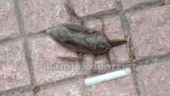 Επανεμφανίσθηκε ο «Λιθόκερος» στο κέντρο της Λαμίας