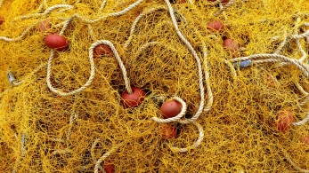 Σύσταση Επιστημονικής Συμβουλευτικής Επιτροπής Αλιείας για την καταπολέμηση της υπεραλίευσης