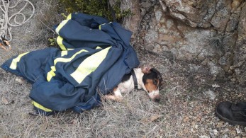 Σκύλος έπεσε σε πηγάδι-Τον έσωσε η ΕΜΑΚ