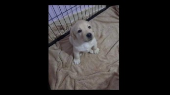 Το γραφείο του πρωθυπουργού υιοθέτησε σκύλο που θα γίνει οδηγός τυφλού