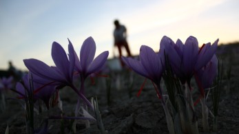 Ο “κόκκινος θησαυρός”: Αισιοδοξία από τη φετινή παραγωγή του κρόκου Κοζάνης