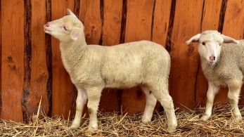 Απάτη ολκής από κτηνοτρόφο – Το κόλπο με τις προβατίνες και τα “δίδυμα” αρνάκια