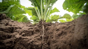 Τέλος στην αγωνία των τευτλοπαραγωγών για τη συνδεδεμένη ενίσχυση