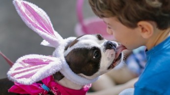 Έρευνα: Και τα σκυλιά θέλουν τον… ψυχολόγο τους