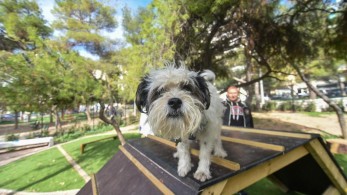 Δύο μεγάλα πάρκα για σκύλους από τον Δήμο Αθηναίων (pics)