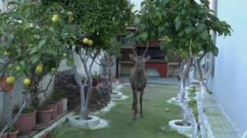 Ελάφι βρέθηκε σε… αυλή σπιτιού στο Μενίδι