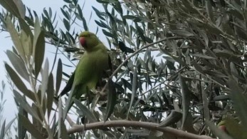 Θεσσαλονίκη: Οι πράσινοι παπαγάλοι  δίνουν «χρώμα» στην πόλη