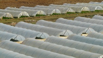 ΥΠΑΑΤ: Πιστοποιήθηκαν 11 φυτοϋγειονομικοί ελεγκτές για τη στήριξη των εξαγωγών