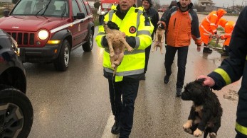 Συγκινητικές στιγμές στα Φάρσαλα: Πυροσβεστική και Αγοραστός έσωσαν τέσσερα κουταβάκια