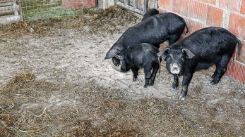 ΥΠΑΑΤ: 15,8 εκατ. ευρώ για παραγωγούς χοίρων, αυτόχθονων μαύρων χοίρων και μελιού