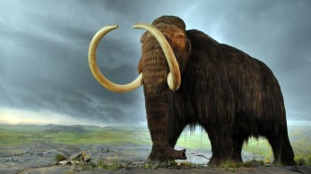 Πώς θα ήταν η Γη αν δεν υπήρχε πάνω της ο άνθρωπος