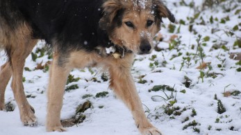 Προστατέψτε τα αδέσποτα από την κακοκαιρία: Τι μπορείτε να κάνετε