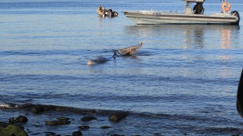 Εντατικές προσπάθειες διάσωσης της νεαρής φάλαινας στον Άλιμο